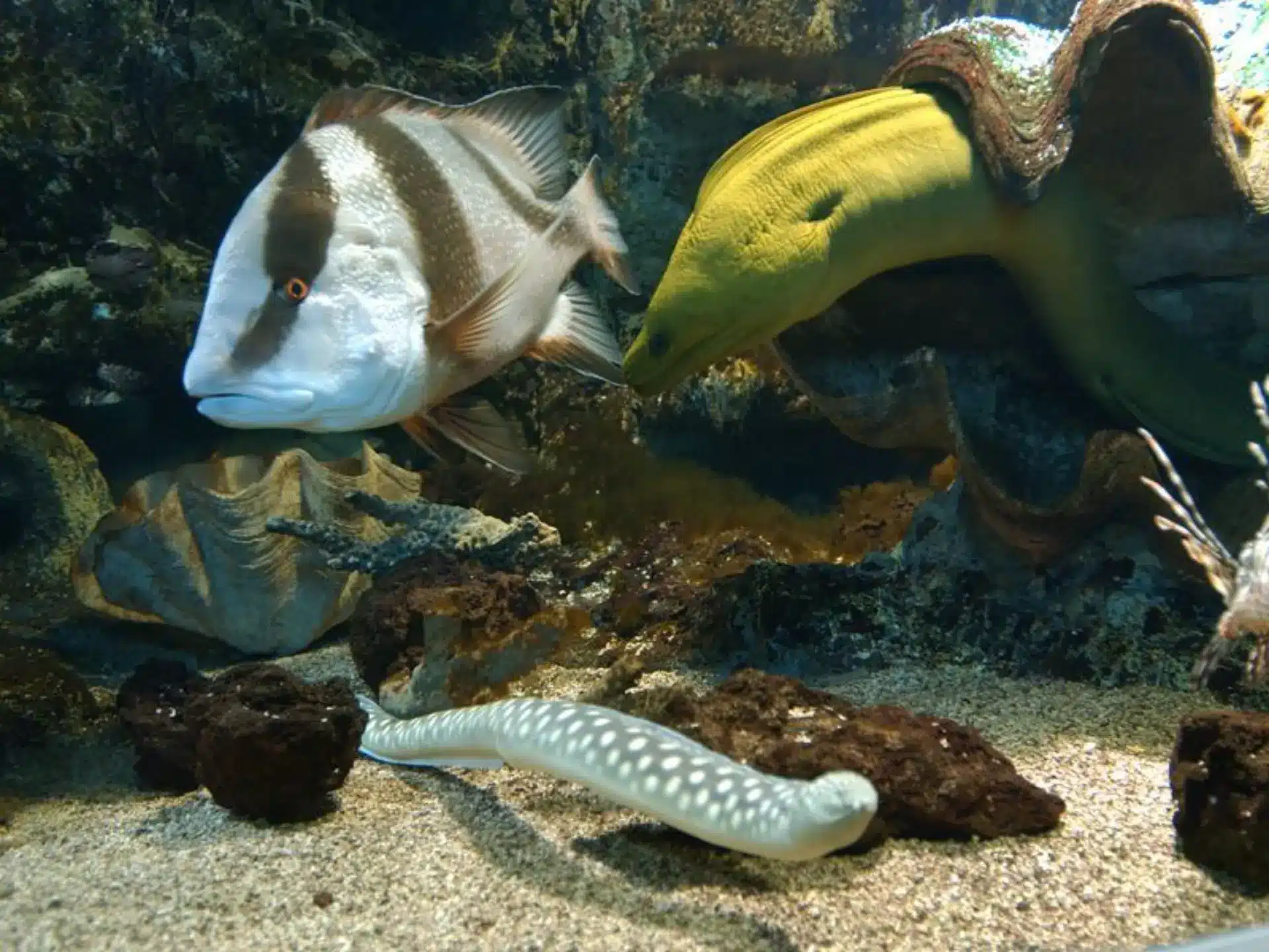 Poisson et murène dans un aquarium marin.