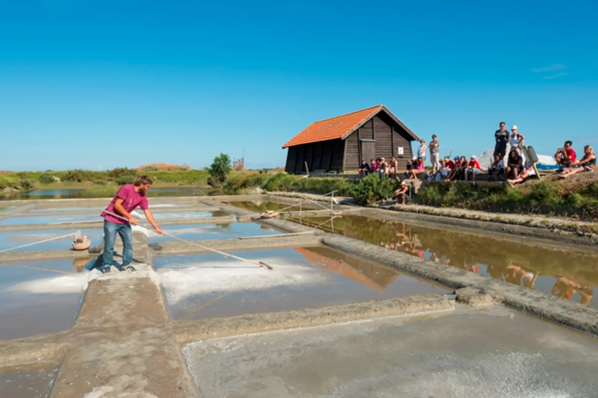 Récolte du sel dans les marais salants.